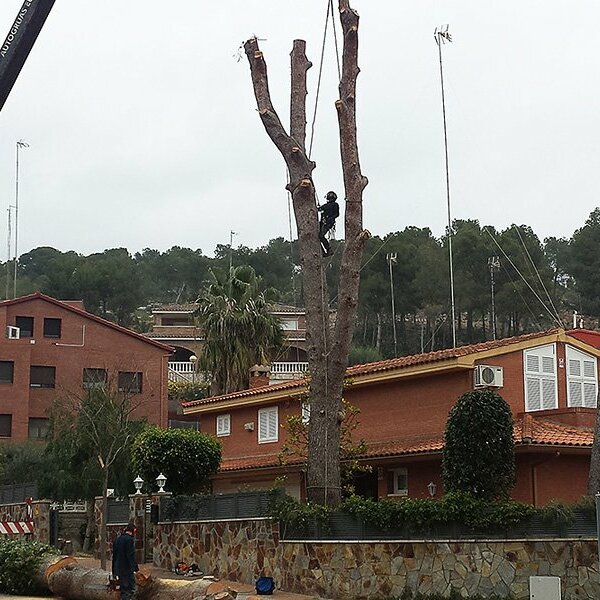 Tala controlada en Castelldefels