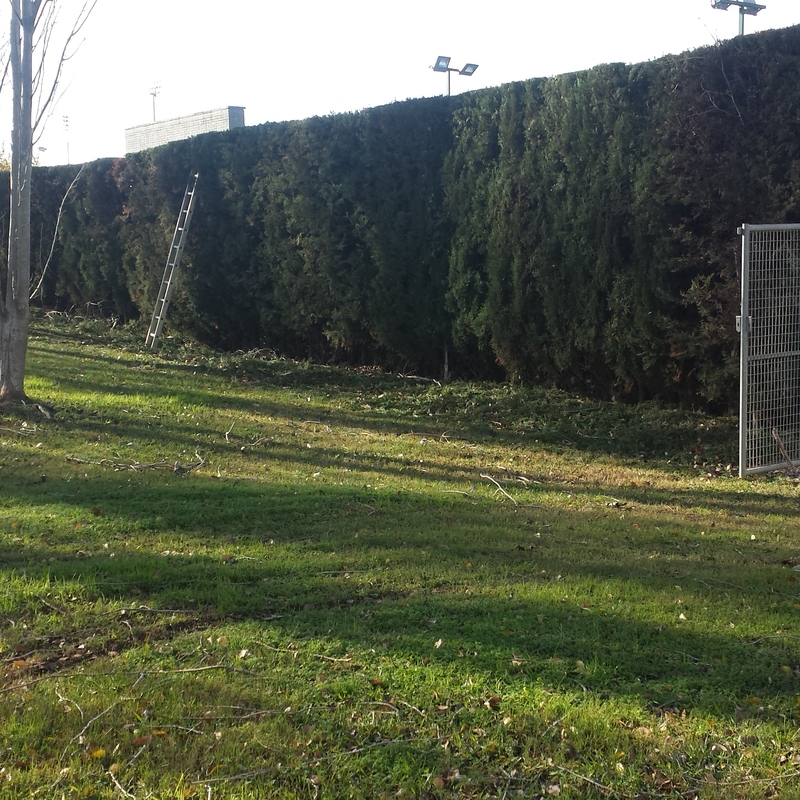 Seto ciprés Duin Can Zam